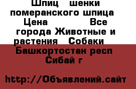 Шпиц - шенки померанского шпица › Цена ­ 20 000 - Все города Животные и растения » Собаки   . Башкортостан респ.,Сибай г.